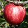 Scion de Pommier Piros cultivé dans le Tarn - assez résistant tavelure - compatible Agriculture Biologique