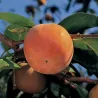 Scion de Kaki Pomme Fuyu cultivé dans le Tarn - résistant aux maladies - compatible Agriculture Bio