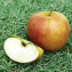 Scion de Pommier Manhac cultivé dans le Tarn - assez résistant tavelure - compatible Agriculture Biologique