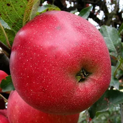 Scion de Pommier Red Delicious cultivé dans le Tarn - assez résistant tavelure - compatible Agriculture Biologique