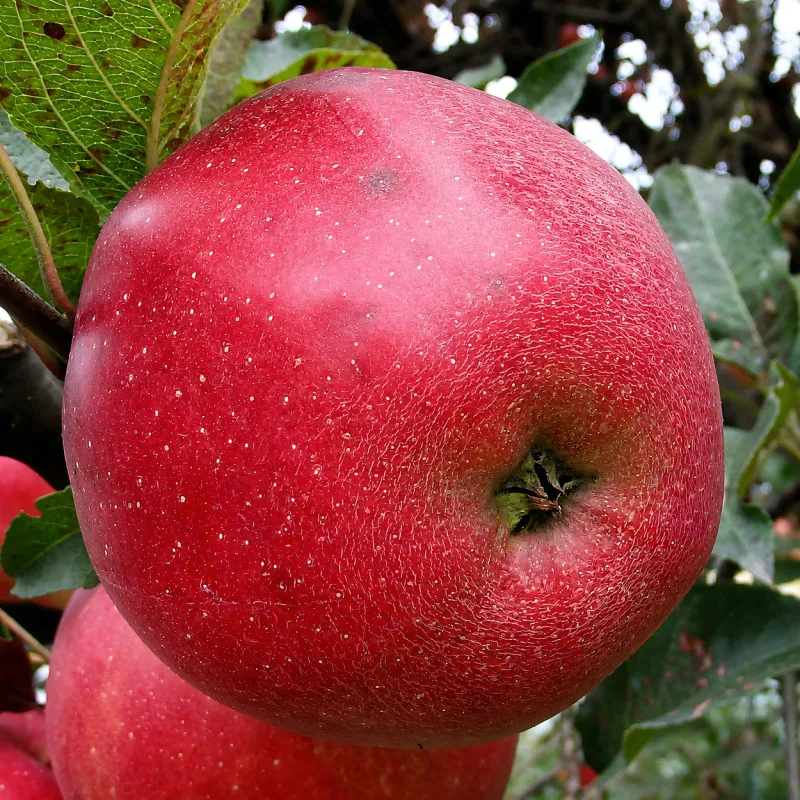Scion de Pommier Red Delicious cultivé dans le Tarn - assez résistant tavelure - compatible Agriculture Biologique