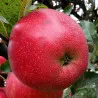 Scion de Pommier Red Delicious cultivé dans le Tarn - assez résistant tavelure - compatible Agriculture Biologique