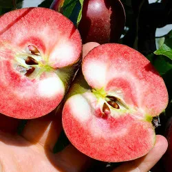 Scion de Pommier Red Devil cultivé dans le Tarn - assez résistant tavelure - compatible Agriculture Biologique