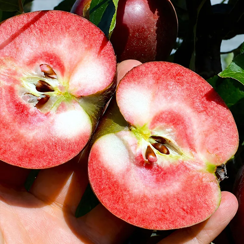 Scion de Pommier Red Devil cultivé dans le Tarn - assez résistant tavelure - compatible Agriculture Biologique