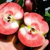 Scion de Pommier Red Devil cultivé dans le Tarn - assez résistant tavelure - compatible Agriculture Biologique