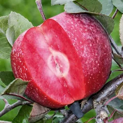 Scion de Pommier Cordrac cultivé dans le Tarn - assez résistant tavelure - compatible Agriculture Biologique