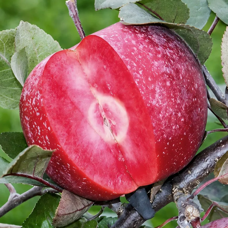 Scion de Pommier Cordrac cultivé dans le Tarn - assez résistant tavelure - compatible Agriculture Biologique