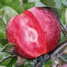 Scion de Pommier Cordrac cultivé dans le Tarn - assez résistant tavelure - compatible Agriculture Biologique