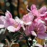 Scion de Pommier Cordrac cultivé dans le Tarn - assez résistant tavelure - compatible Agriculture Biologique
