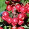Scion de Pommier Red Sentinel cultivé dans le Tarn - assez résistant tavelure - compatible Agriculture Biologique