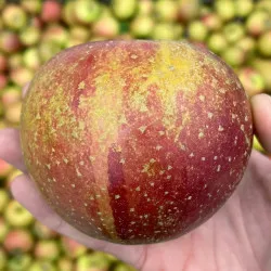Scion de Pommier Reine des Reinettes cultivé dans le Tarn - assez résistant tavelure - compatible Agriculture Biologique