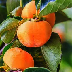 Scion de Kaki Muscat cultivé dans le Tarn - résistant aux maladies - compatible Agriculture Bio