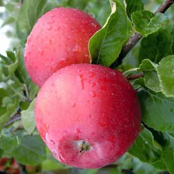 Scion de Pommier Rouge de Juillet cultivé dans le Tarn - assez résistant tavelure - compatible Agriculture Biologique