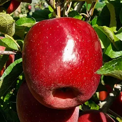 Scion de Pommier Istoria cultivé dans le Tarn - assez résistant tavelure - compatible Agriculture Biologique