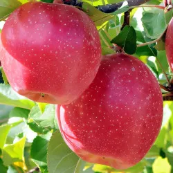 Scion de Pommier Sunrise cultivé dans le Tarn - assez résistant tavelure - compatible Agriculture Biologique