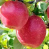 Scion de Pommier Sunrise cultivé dans le Tarn - assez résistant tavelure - compatible Agriculture Biologique