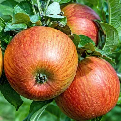 Scion de pommier Orangette, cultivé dans le Tarn - résistant aux maladies - compatible Agriculture Bio