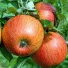 Scion de pommier Orangette, cultivé dans le Tarn - résistant aux maladies - compatible Agriculture Bio
