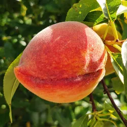 Scion de Pêcher Nayou cultivé dans le Tarn - Résistant à la cloque - compatible Agriculture Biologique