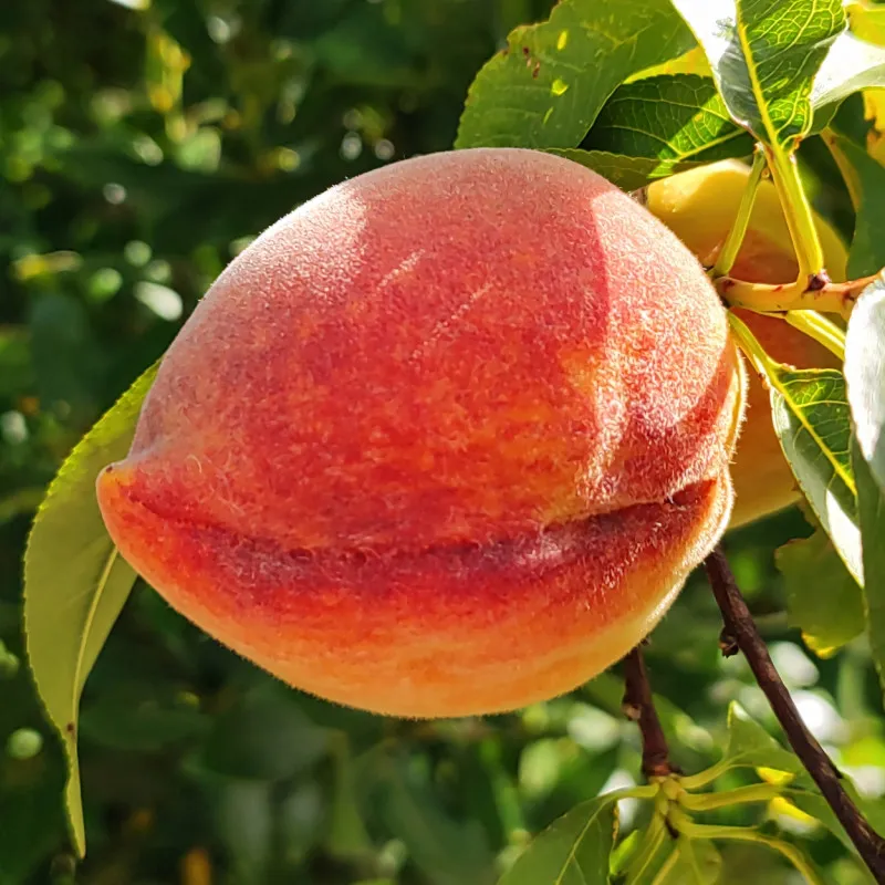 Scion de Pêcher Nayou cultivé dans le Tarn - Résistant à la cloque - compatible Agriculture Biologique