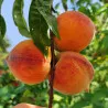 Scion de Pêcher Nayou cultivé dans le Tarn - Résistant à la cloque - compatible Agriculture Biologique