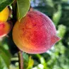 Scion de Pêcher Nayou cultivé dans le Tarn - Résistant à la cloque - compatible Agriculture Biologique