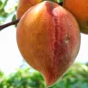 Scion de Pêcher Nayou cultivé dans le Tarn - Résistant à la cloque - compatible Agriculture Biologique