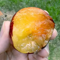 Scion de pluot / hybride Prumix® Fierté de Géo cultivé dans le Tarn - résistant aux maladies - compatible Agriculture Bio