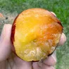 Scion de pluot / hybride Prumix® Fierté de Géo cultivé dans le Tarn - résistant aux maladies - compatible Agriculture Bio