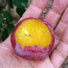 Scion de pluot / hybride Prumix® Fierté de Géo cultivé dans le Tarn - résistant aux maladies - compatible Agriculture Bio