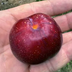 Scion de pluot / hybride Prumix® Fierté de Géo cultivé dans le Tarn - résistant aux maladies - compatible Agriculture Bio