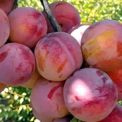 Scion de pluot / hybride Prumix® Fierté de Géo cultivé dans le Tarn - résistant aux maladies - compatible Agriculture Bio