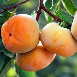 Scion de Kaki Hira Tanenashi cultivé dans le Tarn - résistant aux maladies - compatible Agriculture Bio