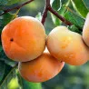 Scion de Kaki Hira Tanenashi cultivé dans le Tarn - résistant aux maladies - compatible Agriculture Bio