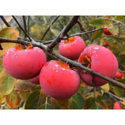 Scion de Hybride Nikita's Gift cultivé dans le Tarn - résistant aux maladies - compatible Agriculture Bio