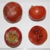 Scion de Hybride Nikita's Gift cultivé dans le Tarn - résistant aux maladies - compatible Agriculture Bio