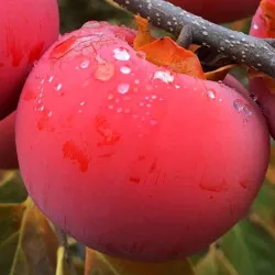 Scion de Hybride Nikita's Gift cultivé dans le Tarn - résistant aux maladies - compatible Agriculture Bio