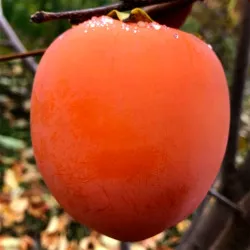 Scion de Kaki Rojo Brillante cultivé dans le Tarn - résistant aux maladies - compatible Agriculture Bio