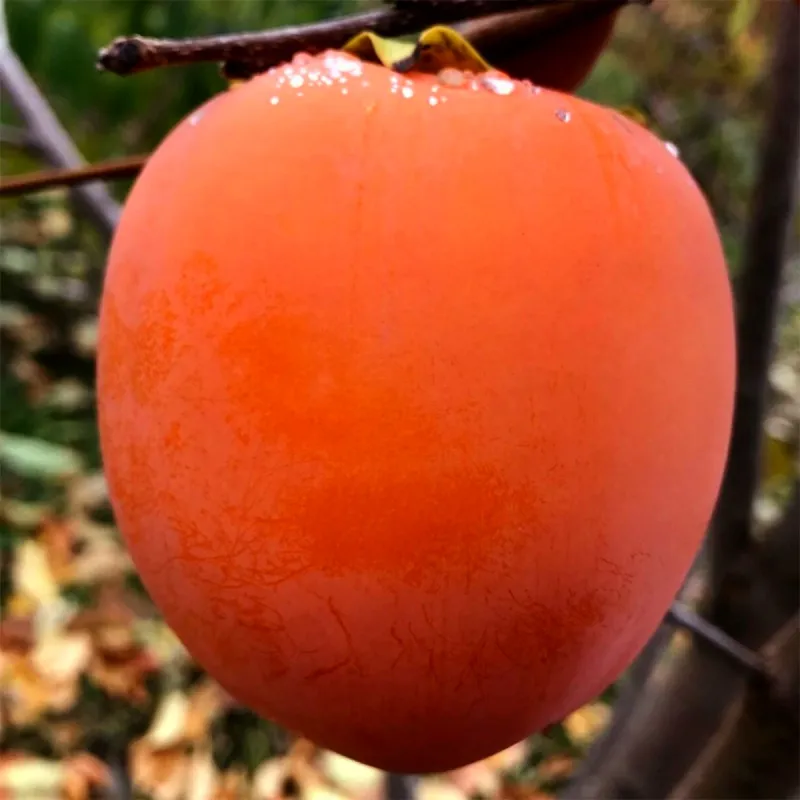 Scion de Kaki Rojo Brillante cultivé dans le Tarn - résistant aux maladies - compatible Agriculture Bio