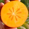 Scion de Kaki Rojo Brillante cultivé dans le Tarn - résistant aux maladies - compatible Agriculture Bio