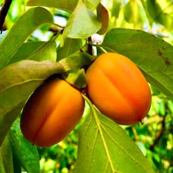 Scion de kaki Saijo cultivé dans le Tarn - résistant aux maladies - compatible Agriculture Bio