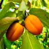 Scion de kaki Saijo cultivé dans le Tarn - résistant aux maladies - compatible Agriculture Bio