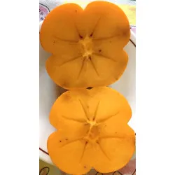 Scion de Kaki Sharon cultivé dans le Tarn - résistant aux maladies - compatible Agriculture Bio
