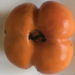 Scion de Kaki Sharon cultivé dans le Tarn - résistant aux maladies - compatible Agriculture Bio