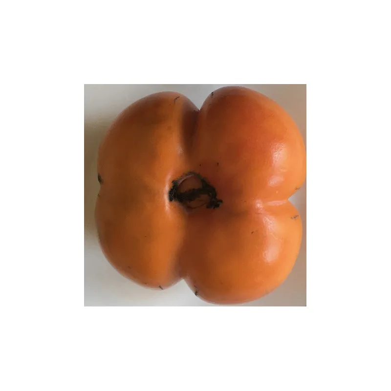 Scion de Kaki Sharon cultivé dans le Tarn - résistant aux maladies - compatible Agriculture Bio