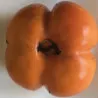 Scion de Kaki Sharon cultivé dans le Tarn - résistant aux maladies - compatible Agriculture Bio