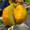 Scion de Kaki Sharoni Sephiroth cultivé dans le Tarn - résistant aux maladies - compatible Agriculture Bio