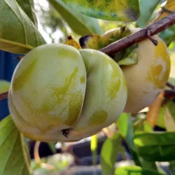 Scion de Kaki Sharoni Sephiroth cultivé dans le Tarn - résistant aux maladies - compatible Agriculture Bio
