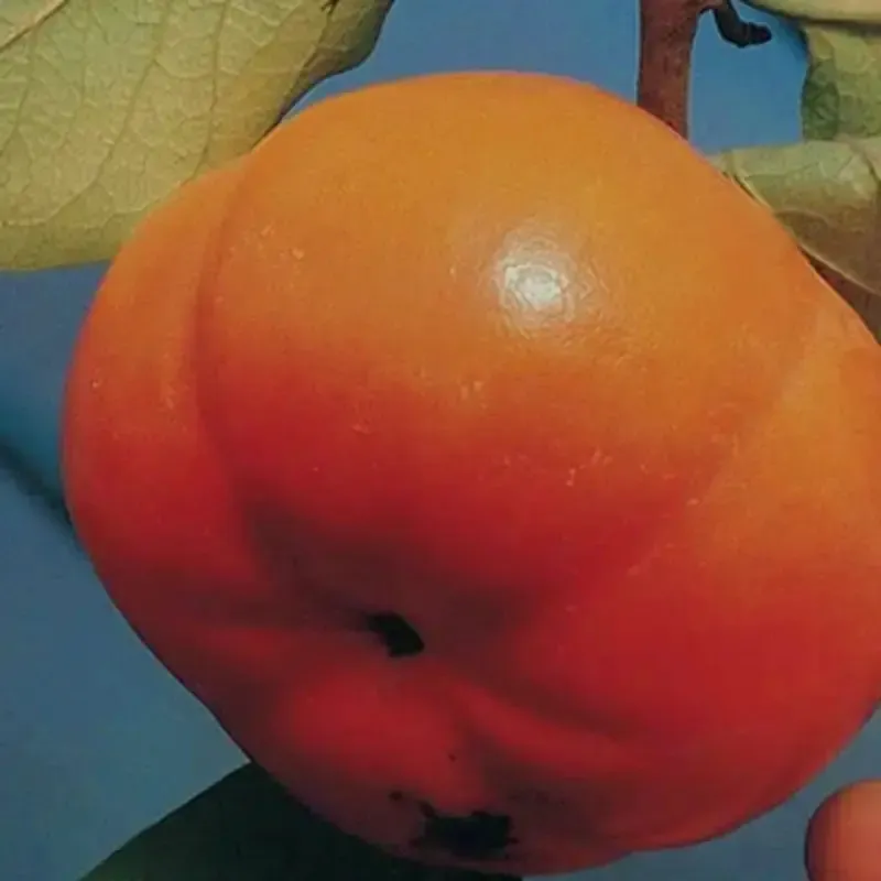 Scion de Kaki Pomme Tam Kam cultivé dans le Tarn - résistant aux maladies - compatible Agriculture Bio