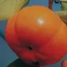Scion de Kaki Pomme Tam Kam cultivé dans le Tarn - résistant aux maladies - compatible Agriculture Bio